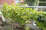 Erdgeschoßwohnung Aachen Aachen-Mitte - 3 Zimmer, 80 m&sup2;, 1.400&euro; | Angebot:27618389